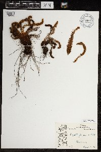 Dryopteris fragrans image