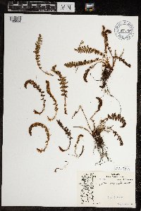 Dryopteris fragrans image
