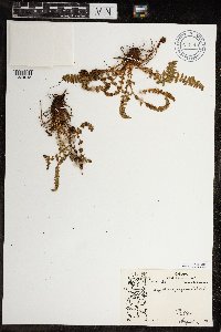 Dryopteris fragrans image