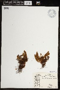 Dryopteris fragrans image