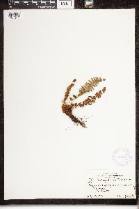 Dryopteris fragrans image