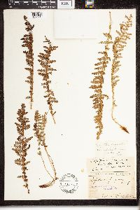 Dryopteris fragrans image