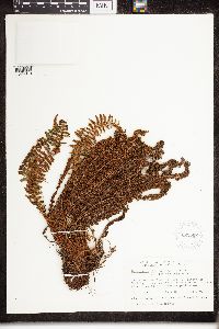 Dryopteris fragrans image