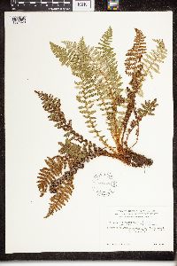 Dryopteris fragrans image