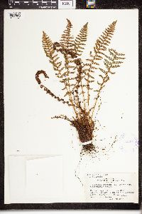 Dryopteris fragrans image