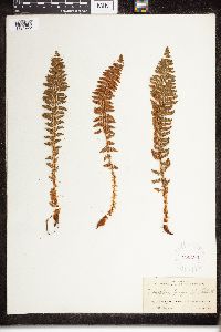 Dryopteris fragrans image