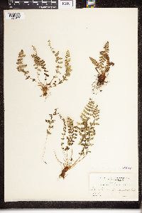 Dryopteris fragrans image