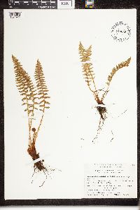 Dryopteris fragrans image
