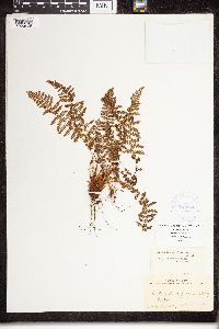Dryopteris fragrans image