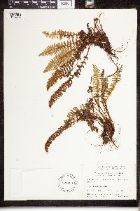 Dryopteris fragrans image