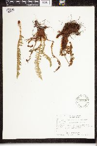 Dryopteris fragrans image