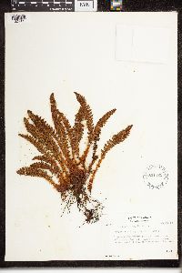 Dryopteris fragrans image