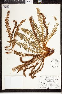 Dryopteris fragrans image