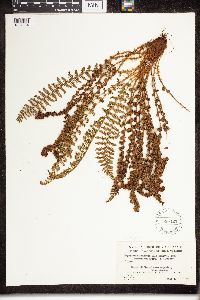 Dryopteris fragrans image