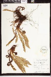 Dryopteris fragrans image