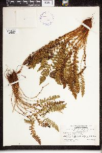 Dryopteris fragrans image