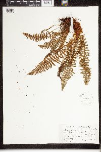 Dryopteris fragrans image