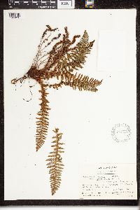 Dryopteris fragrans image