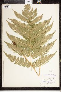 Dryopteris fragrans image