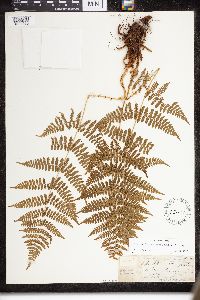 Image Associated With the Occurrence