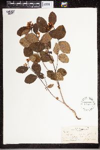 Apocynum androsaemifolium image