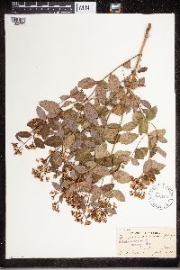 Apocynum androsaemifolium image