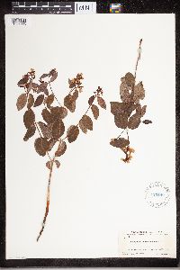 Apocynum androsaemifolium image