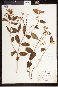 Media resource of Apocynum androsaemifolium