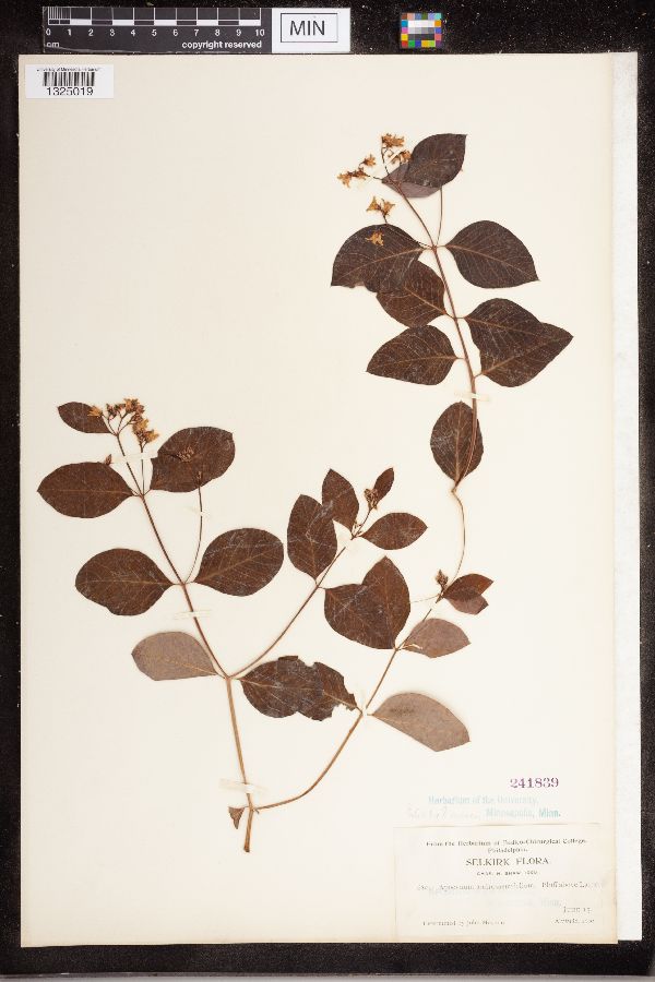 Apocynum androsaemifolium var. glabrum image