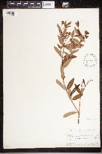 Media resource of Apocynum cannabinum