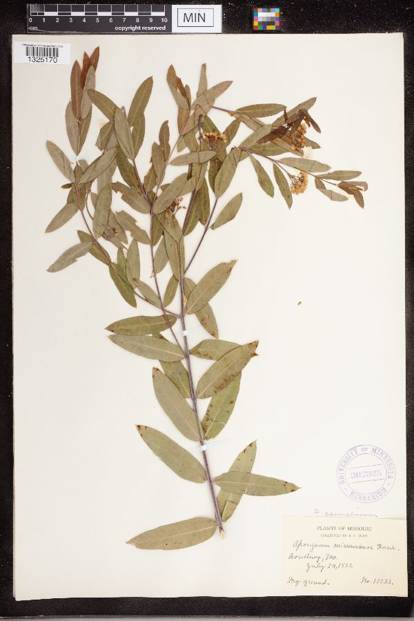 Apocynum cannabinum var. glaberrimum image