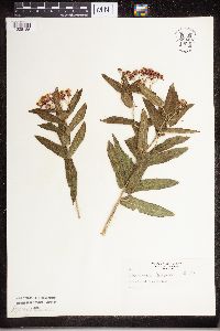 Apocynum x floribundum image