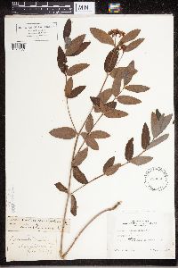 Apocynum x floribundum image