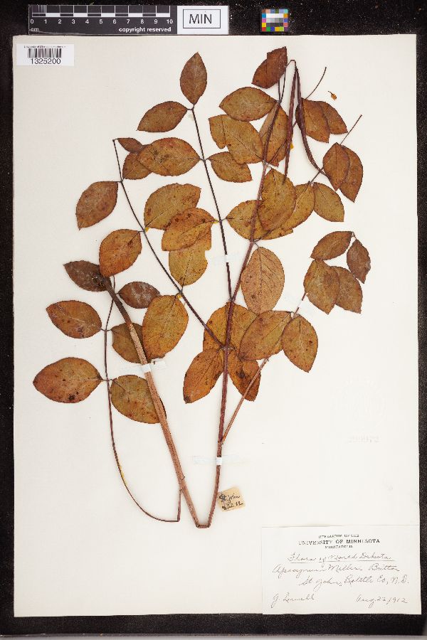 Apocynum medium image