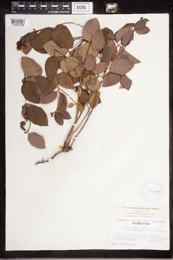 Apocynum medium var. floribundum image
