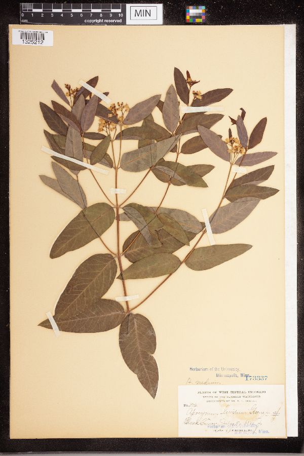 Apocynum medium var. lividum image
