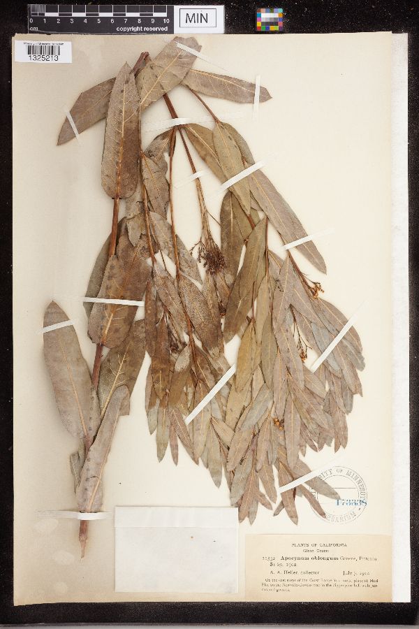 Apocynum oblongum image