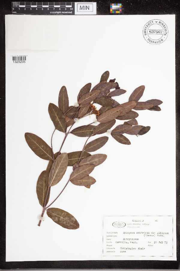 Apocynum sibiricum var. salignum image