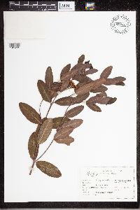 Media resource of Apocynum sibiricum
