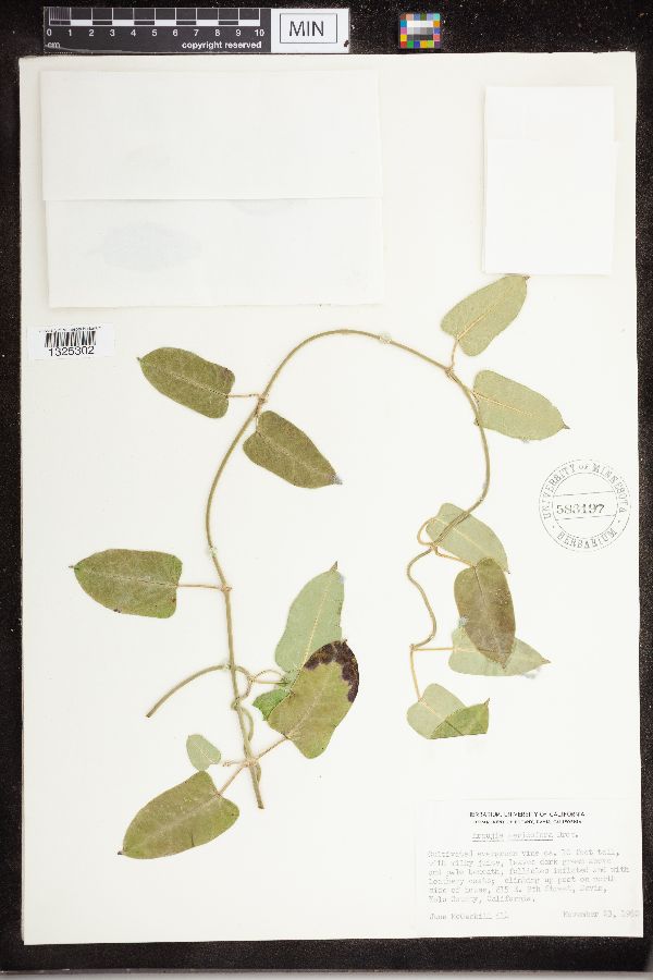 Araujia sericifera image