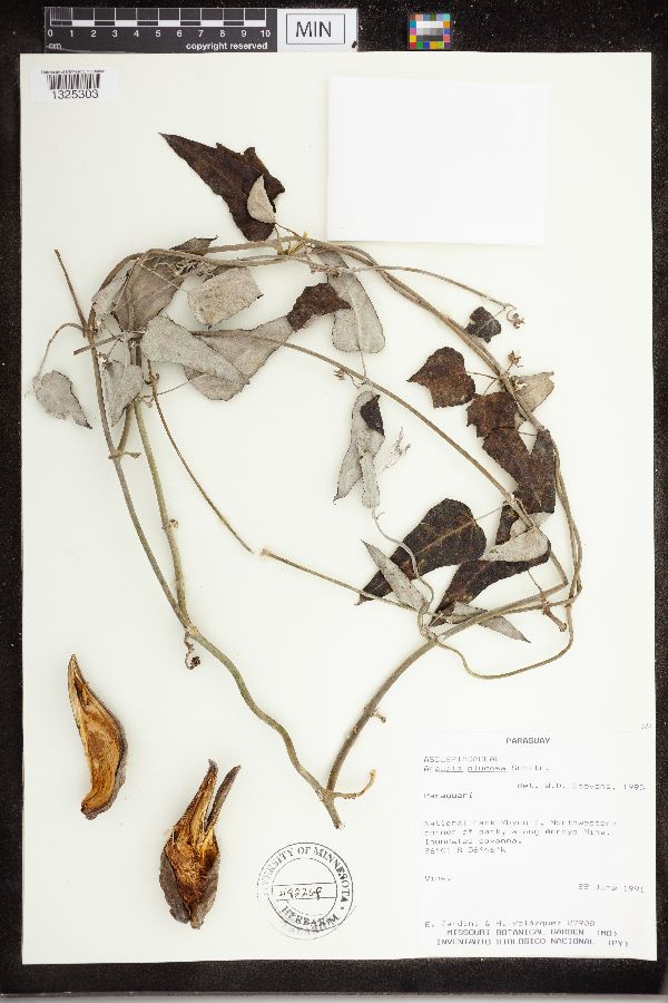 Araujia plumosa image