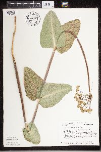 Media resource of Asclepias amplexicaulis