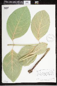 Asclepias exaltata image
