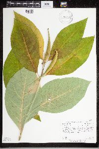 Asclepias exaltata image