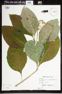 Asclepias exaltata image