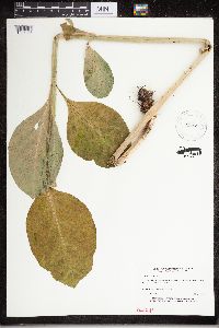 Asclepias exaltata image