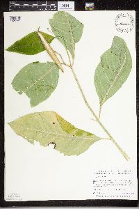 Asclepias exaltata image