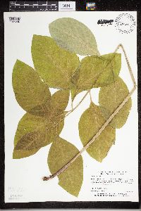 Asclepias exaltata image