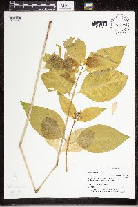 Asclepias exaltata image