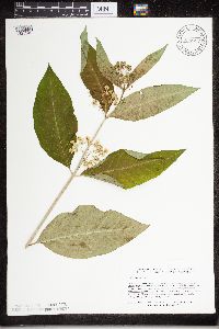 Asclepias exaltata image